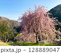 長野県阿智村のしだれ桜 128889047