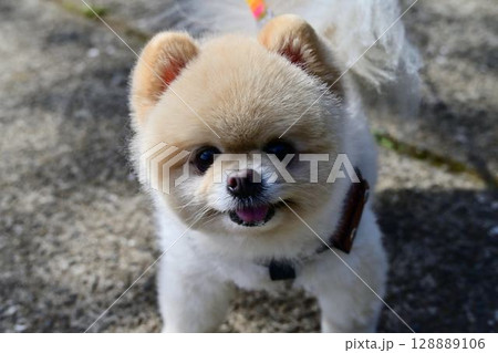 可愛いワンちゃん 128889106