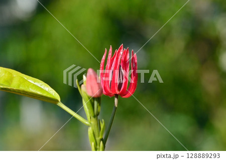 パボニアインターメディアの花 128889293