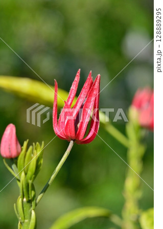 パボニアインターメディアの花 128889295