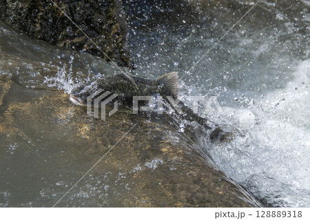 命を繋ぐために障害を超えようとするマス 128889318