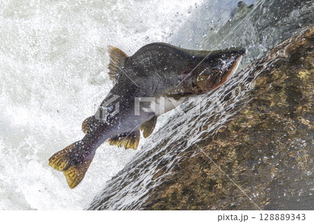 命を繋ぐために障害を超えようとするマス 128889343