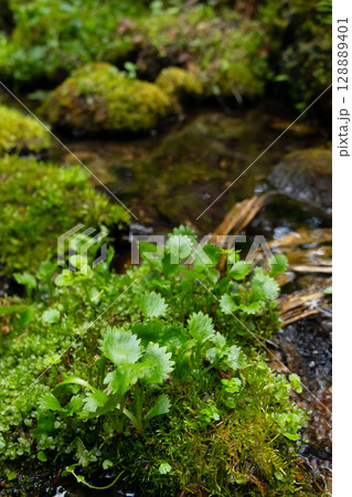 Pland of Micranthes mertensiana grows in the bog in the summer forest. 128889401