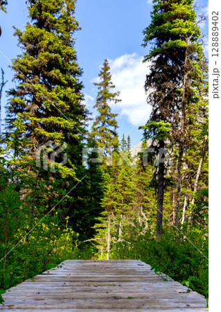 Wooden pathway through the wetland in the forest in summer. 128889402