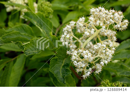 White flowers of Red Elderberry (Sambucus racemosa) in Bloom 128889414