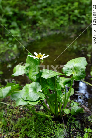 White marsh marigold flower grows in the wetland in summer. White marsh marigold flower grows in the wetland in summer. 128889422