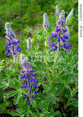 Wild lupin blue flowers grow in the wilderness in summer. Wild lupin blue flowers grow in the wilderness in summer. 128889446