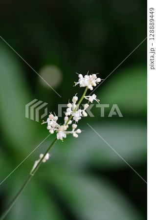 ヤブミョウガの白い花 128889449