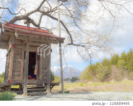 弘法桜と岩手山 128889495