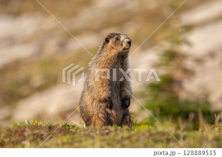 Furry Hoary marmot is watching around in the mountain meadow. Furry Hoary marmot is watching around in the mountain meadow. 128889515