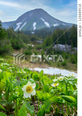 American globeflowers blooming in the alpine meadow in the mountains. 128889518