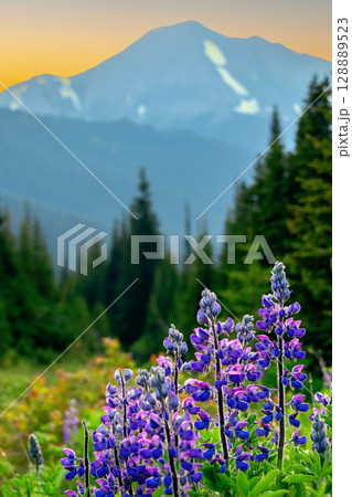 Wild blue lupin flowers in mountain meadow in sunset light. Wild blue lupin flowers in mountain meadow in sunset light. 128889523