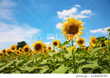 青空とひまわり畑 128889544
