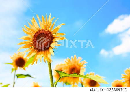青空とひまわり畑 128889545