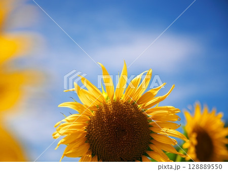 青空とひまわり畑 128889550