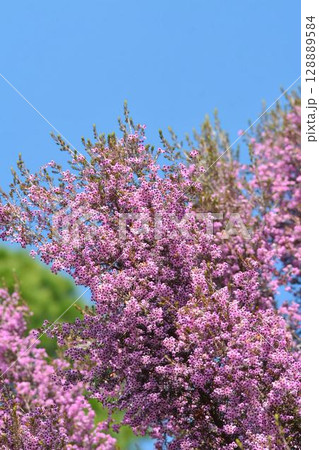 ジャノメエリカ 128889584