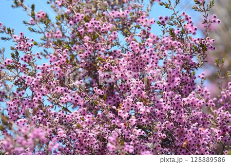 ジャノメエリカ ジャノメエリカ 128889586