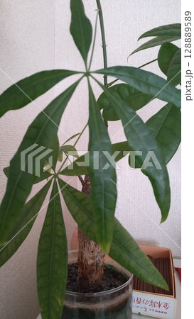 観葉植物 128889589