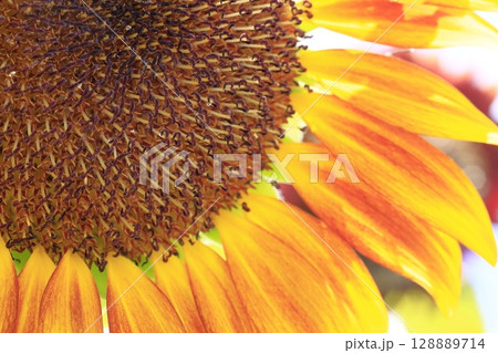 ひまわり 128889714