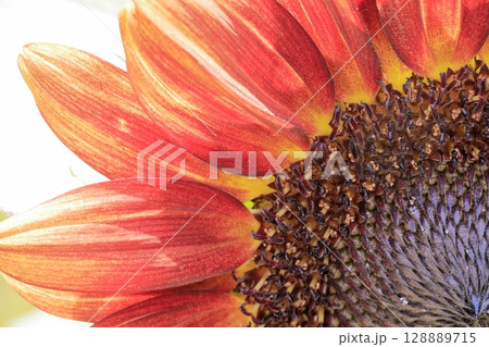 ひまわり 128889715