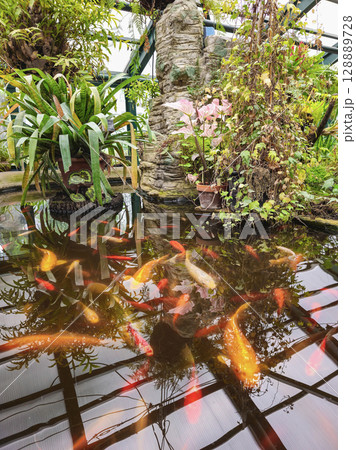 Japanese koi carp and golden crucian carp Japanese koi carp and golden crucian carp 128889728