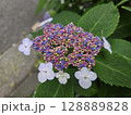 咲き始めの額アジサイの花と蕾 128889828