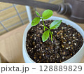 ベランダ菜園　すだちの芽吹き 128889829