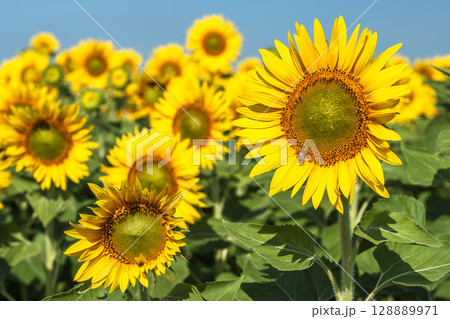 満開のひまわり　宮城県山元町のひまわり畑（2025やまもとひまわり祭り）　宮城県山元町 128889971