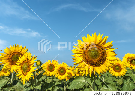 満開のひまわり 宮城県山元町のひまわり畑(2025やまもとひまわり祭り) 宮城県山元町 満開のひまわり 宮城県山元町のひまわり畑(2025やまもとひまわり祭り) 宮城県山元町 128889973