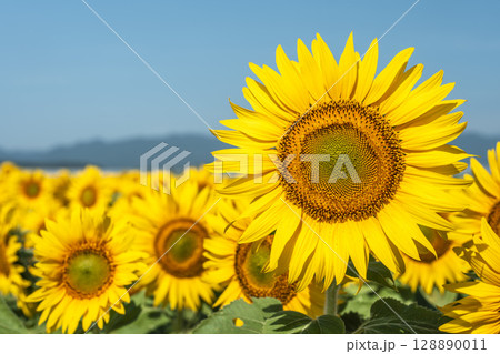 満開のひまわり 宮城県山元町のひまわり畑(2025やまもとひまわり祭り) 宮城県山元町 満開のひまわり 宮城県山元町のひまわり畑(2025やまもとひまわり祭り) 宮城県山元町 128890011