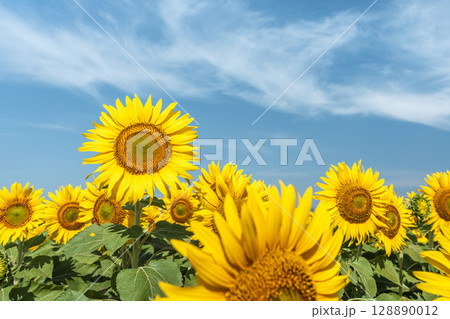 満開のひまわり　宮城県山元町のひまわり畑（2025やまもとひまわり祭り）　宮城県山元町 128890012