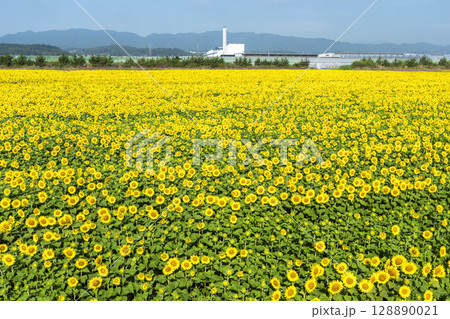 満開のひまわり　宮城県山元町のひまわり畑（2025やまもとひまわり祭り）　宮城県山元町 128890021