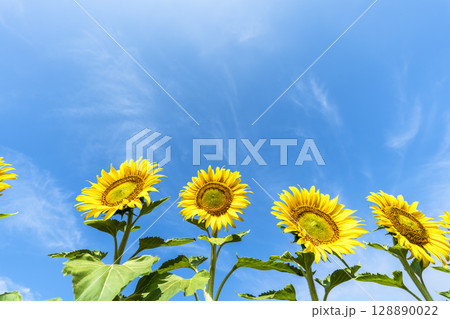 満開のひまわり　宮城県山元町のひまわり畑（2025やまもとひまわり祭り）　宮城県山元町 128890022