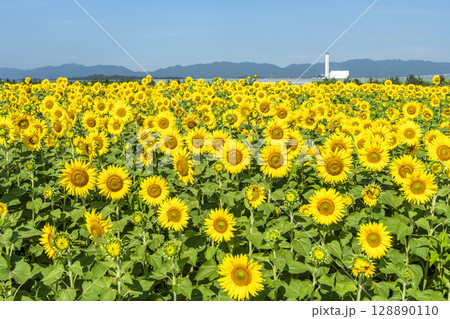 満開のひまわり　宮城県山元町のひまわり畑（2025やまもとひまわり祭り）　宮城県山元町 128890110