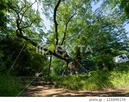 群馬県太田市金山城跡 大ケヤキ 群馬県太田市金山城跡 大ケヤキ 128890156
