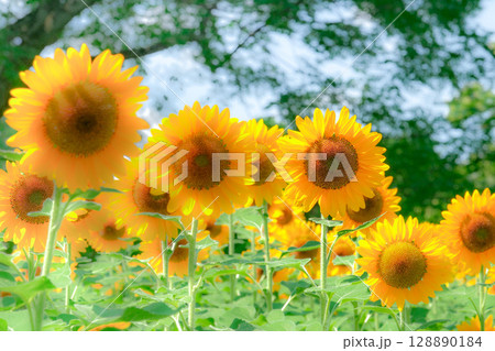 森のひまわり畑 森のひまわり畑 128890184