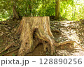 切り株 128890256