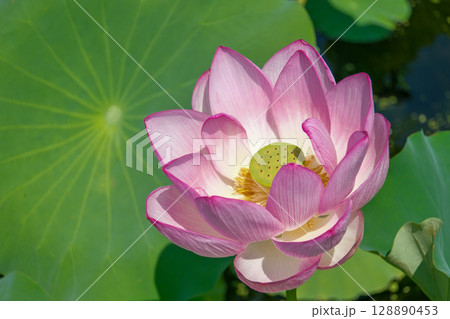 大きなピンクのハスの花 大きなピンクのハスの花 128890453