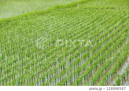 田園風景 128890587
