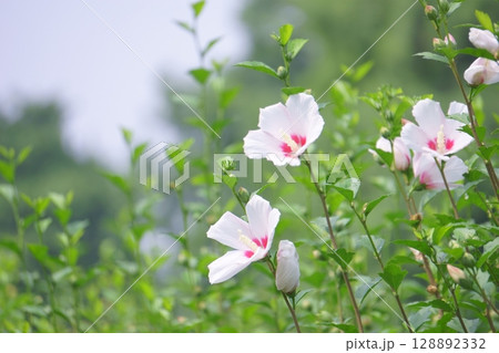 見頃を迎えたピンクのムクゲの花 見頃を迎えたピンクのムクゲの花 128892332