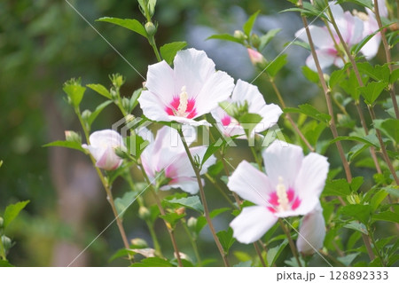 ピンクのムクゲ フヨウに似た花 ピンクのムクゲ フヨウに似た花 128892333