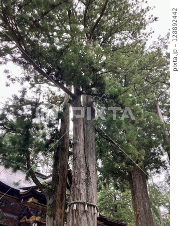 三峯神社の御神木 128892442