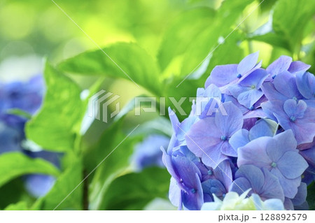 薄紫色のかわいいアジサイの花 玉ボケ 薄紫色のかわいいアジサイの花 玉ボケ 128892579