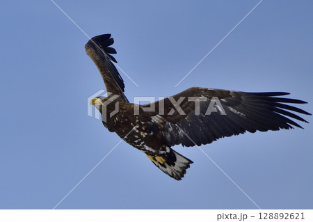 オジロワシ幼鳥の飛翔 128892621
