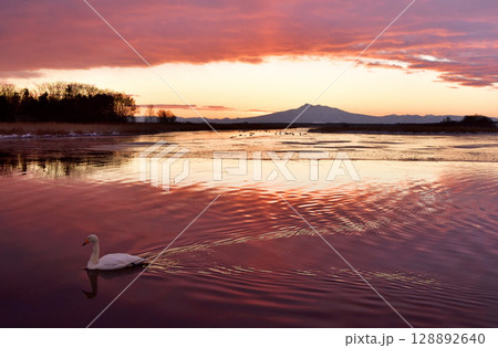 夜明け前の涛沸湖と白鳥 128892640