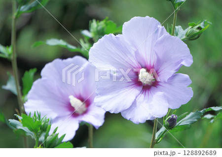 紫の花 ムクゲ ブルーサテン 紫の花 ムクゲ ブルーサテン 128892689