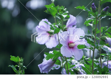 ブルーサテン 青紫のムクゲと玉ボケ ブルーサテン 青紫のムクゲと玉ボケ 128892691