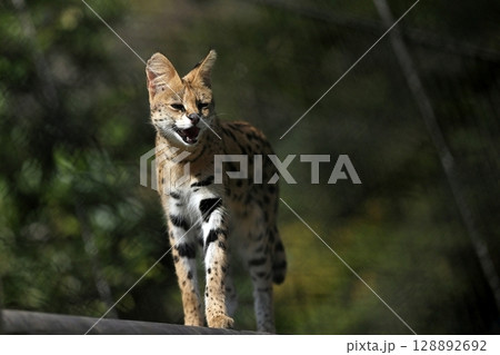 鳴くサーバルキャット 128892692