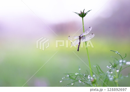 花咲く前のコスモスの茎にとまるトンボ 花咲く前のコスモスの茎にとまるトンボ 128892697