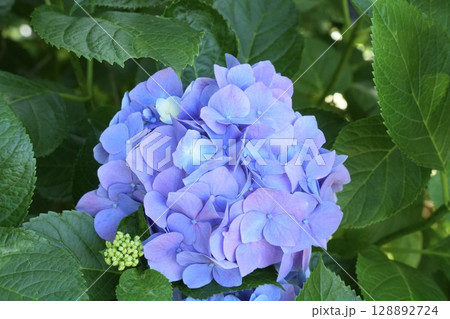 梅雨に咲く　綺麗な紫色のアジサイ　初夏の花　上から 128892724